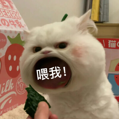 修猫猫表情包