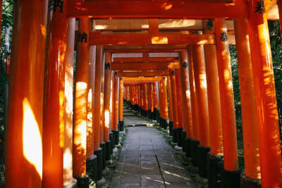 日本樱花，神社