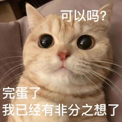 小猫咪表情包
侵权删