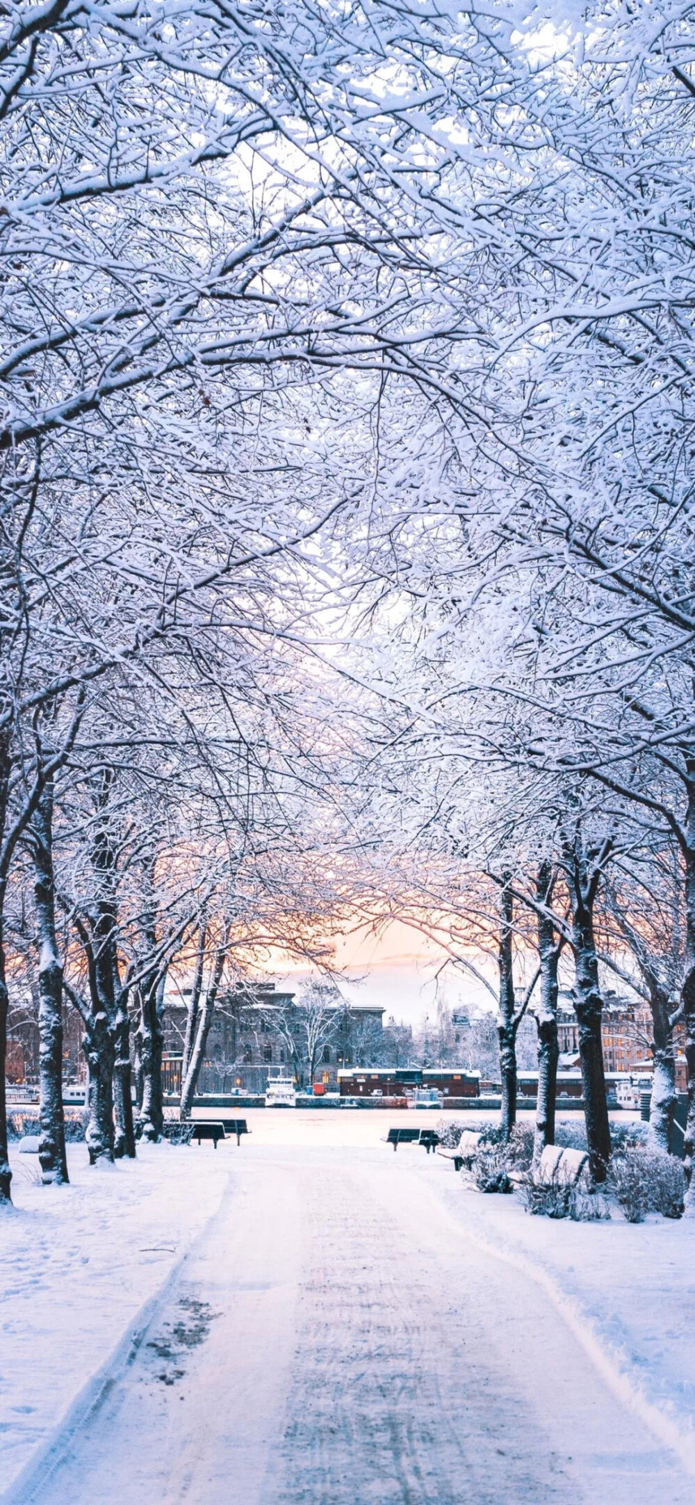 雪景