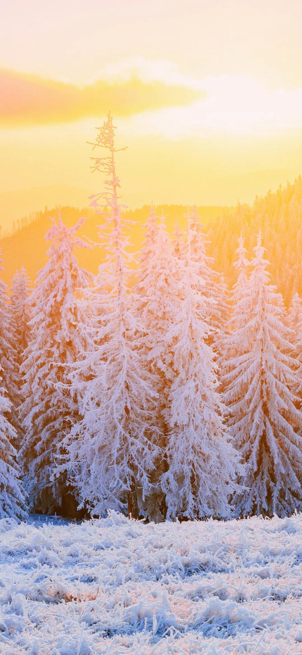 雪景