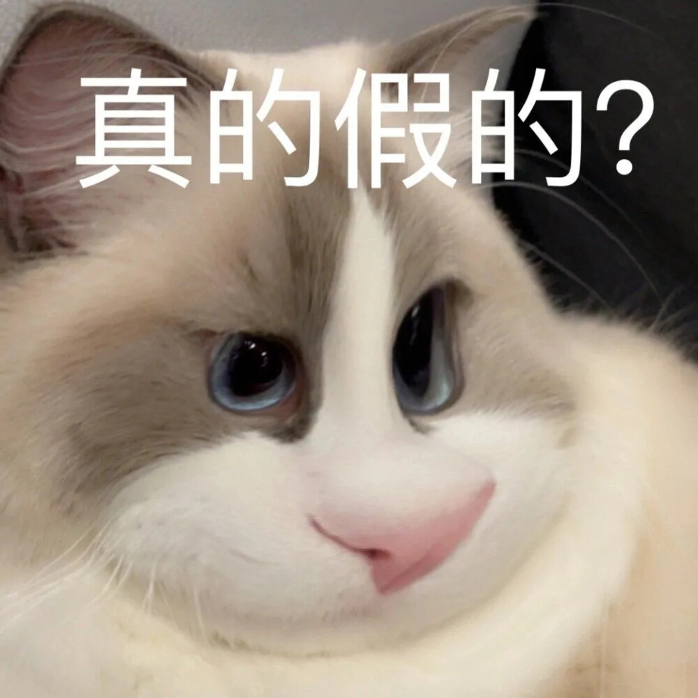 仓鼠猫Rookie表情包
侵权删