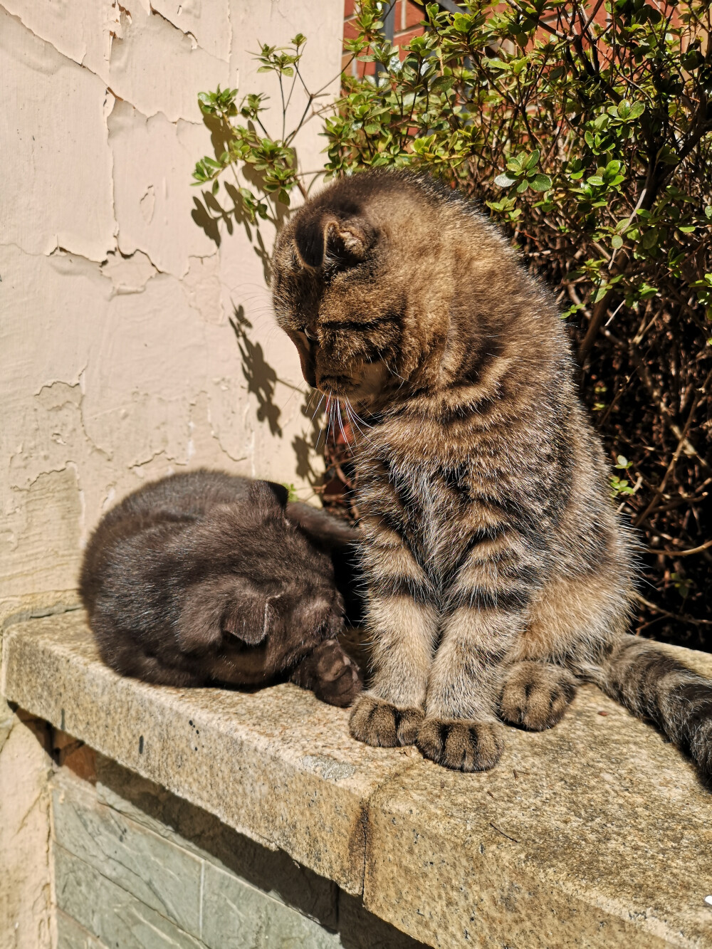 小黑球和小毛豆两只流浪的折耳猫已经长大一圈了