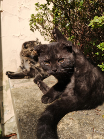 小黑球和小毛豆两只流浪的折耳猫已经长大一圈了