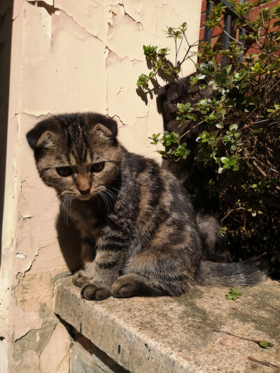 小黑球和小毛豆两只流浪的折耳猫已经长大一圈了