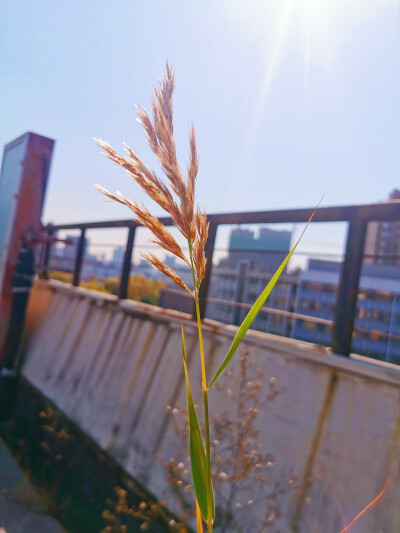 晚上梦到大学开学了
还是疫情解封之后去报道那天，拖着行李箱，轱辘轱辘的…报道的时候还得打开行李箱检查…找到寝室之后第一句问室友的就是：“啥时候去吃君平乐？”结果问完之后就突然醒了…
醒来之后就「我是谁，…