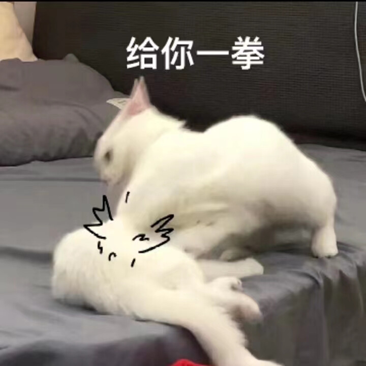 猫猫表情包