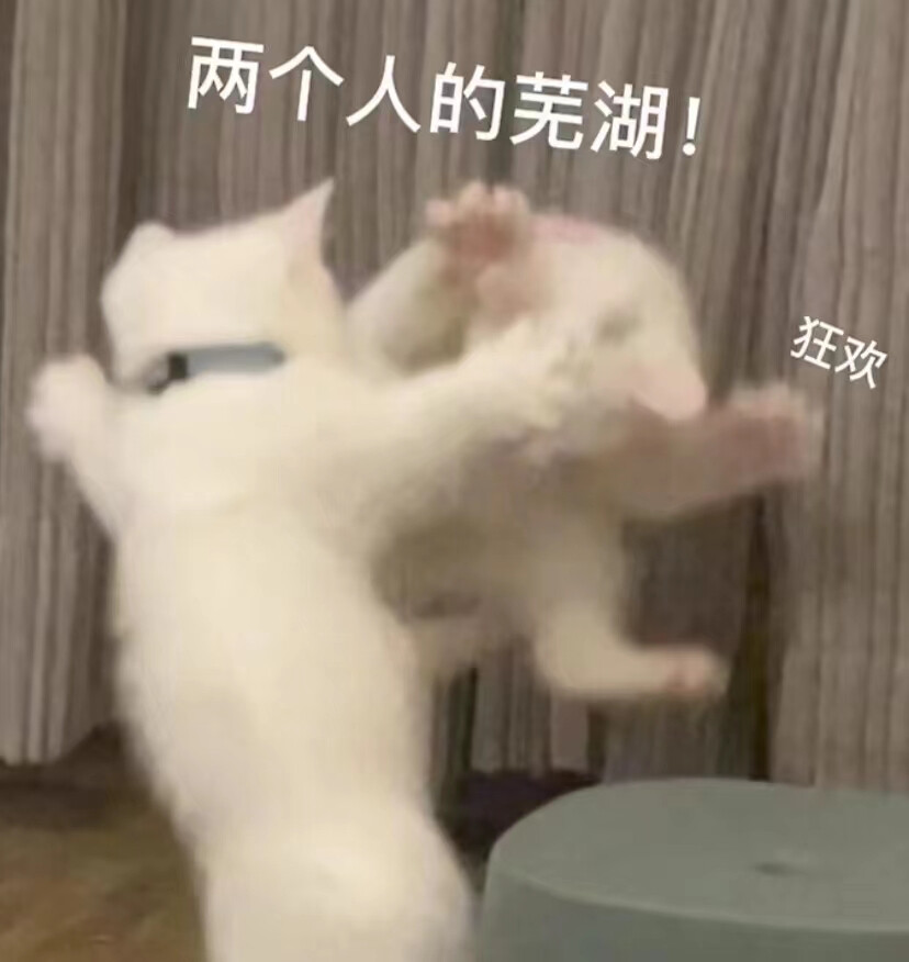 猫猫表情包