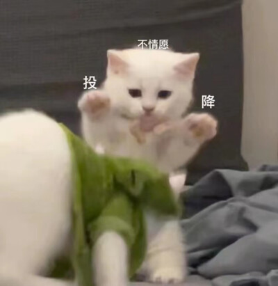 猫猫表情包