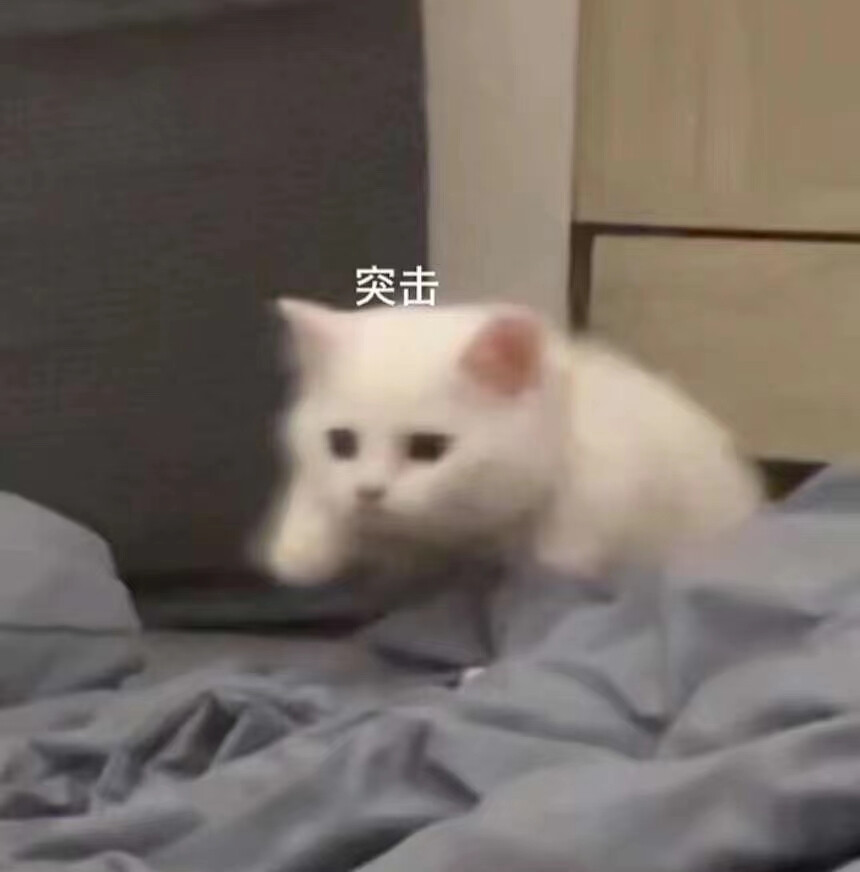 猫猫表情包