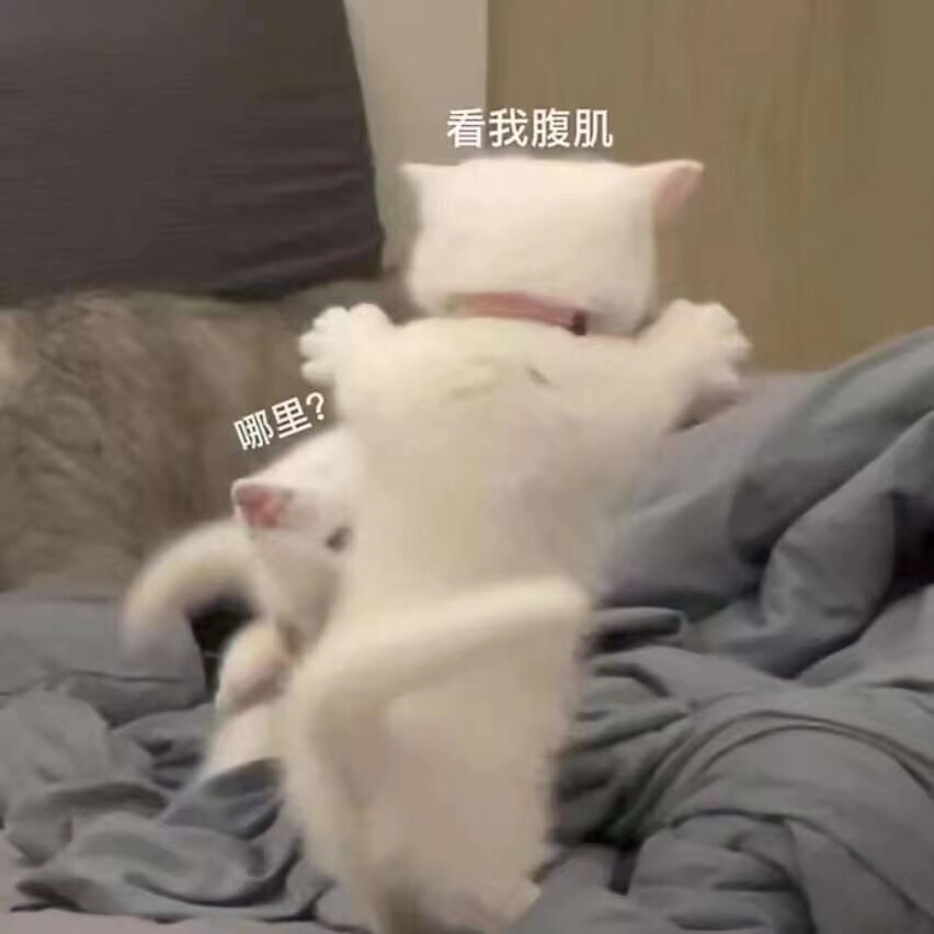 猫猫表情包