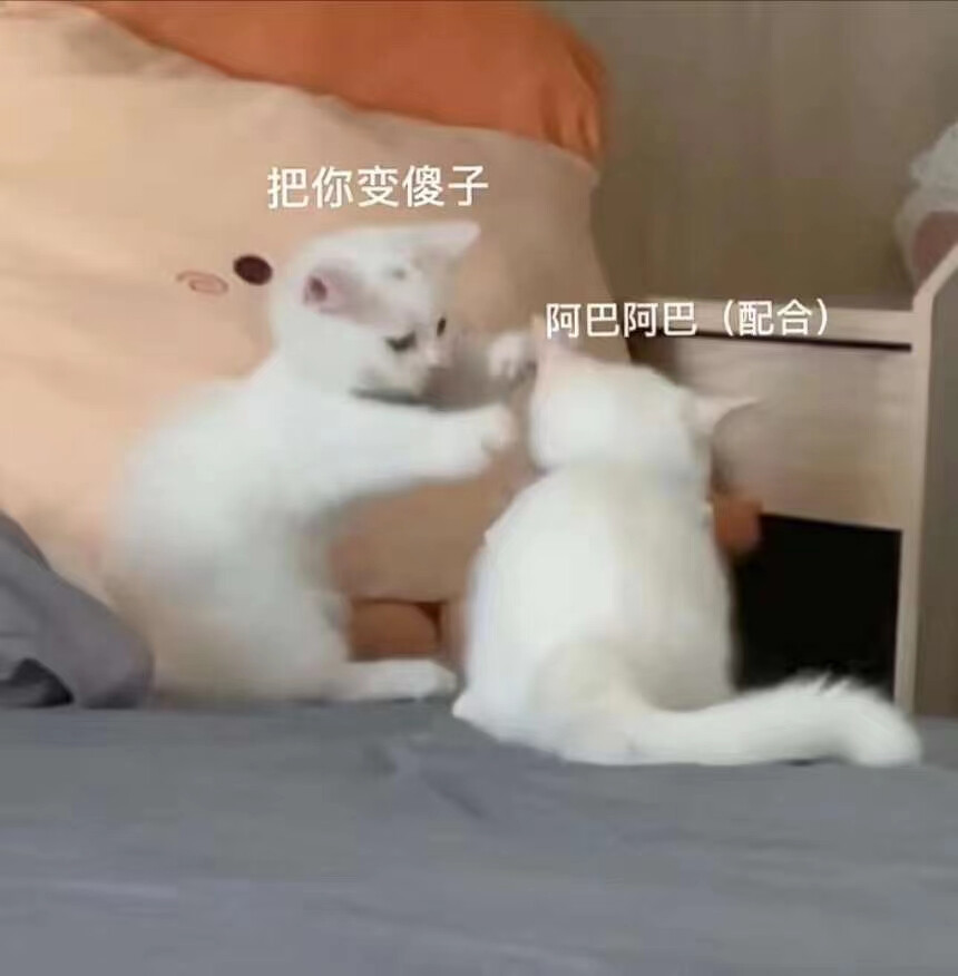 猫猫表情包