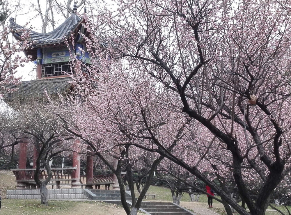 武汉大学华中师范大学