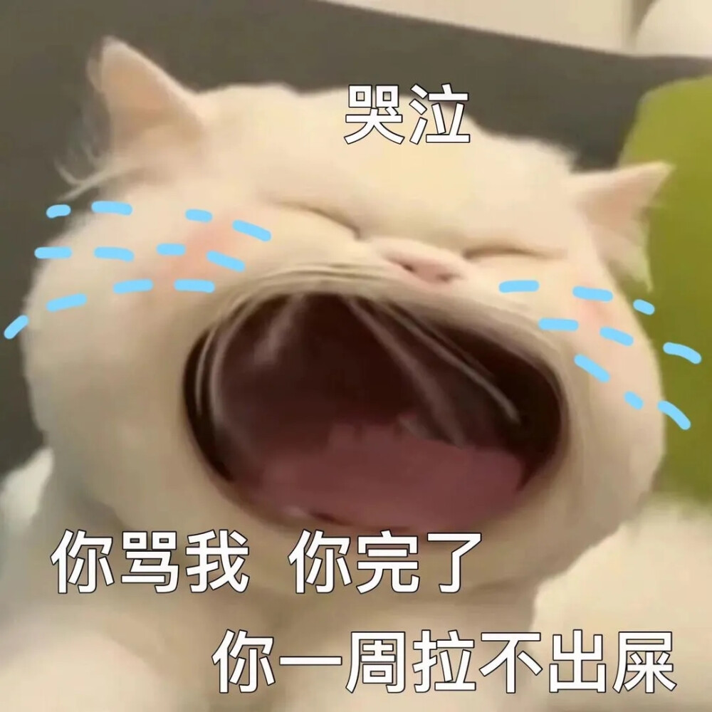 猫咪表情包 可爱