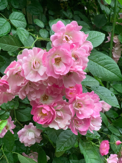 苹果花