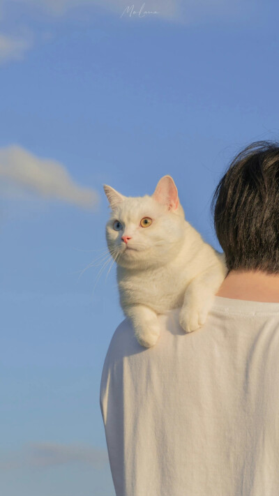 男女明星的猫