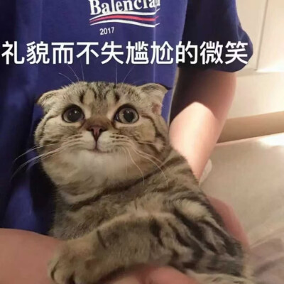 动物
