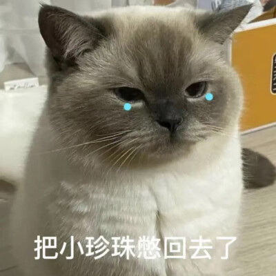 动物