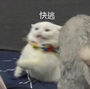 动物