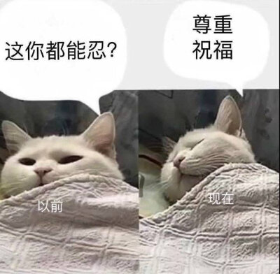动物