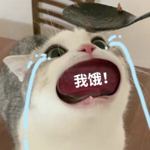 大嘴猫泡芙