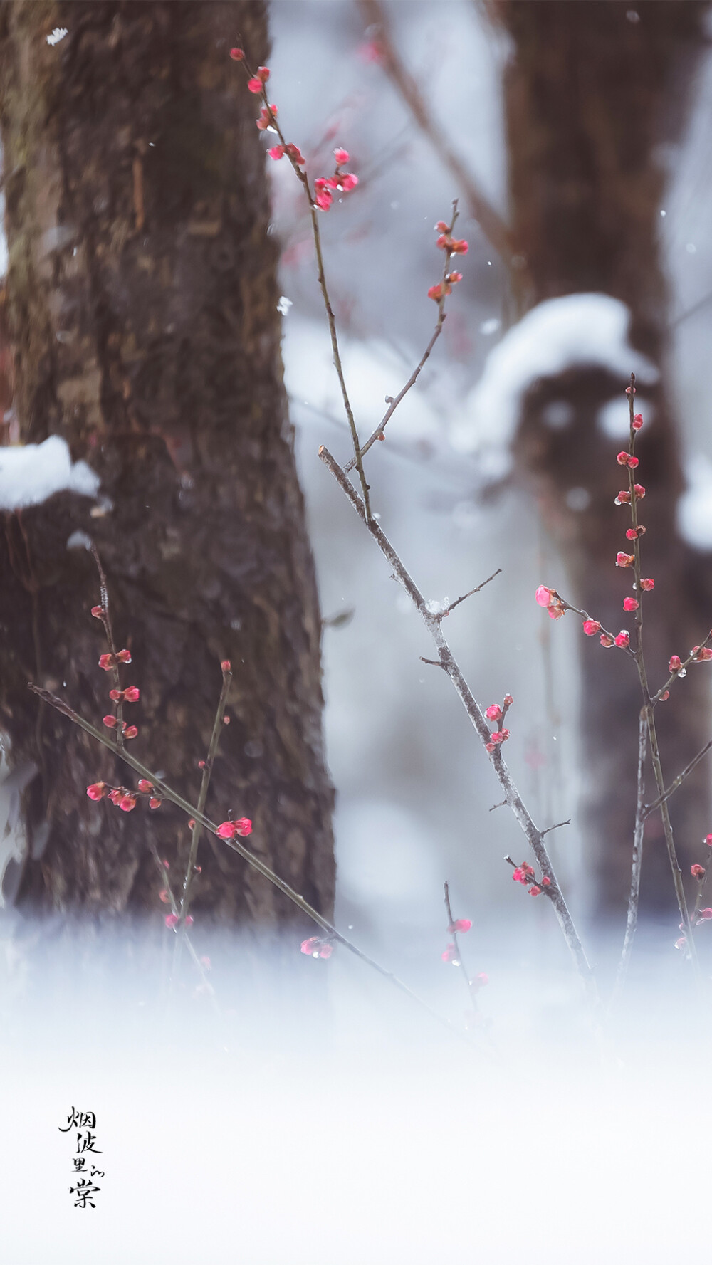 雪梅