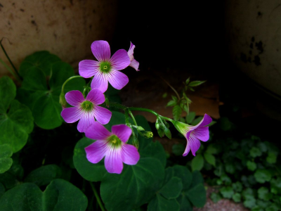 红花酢浆草