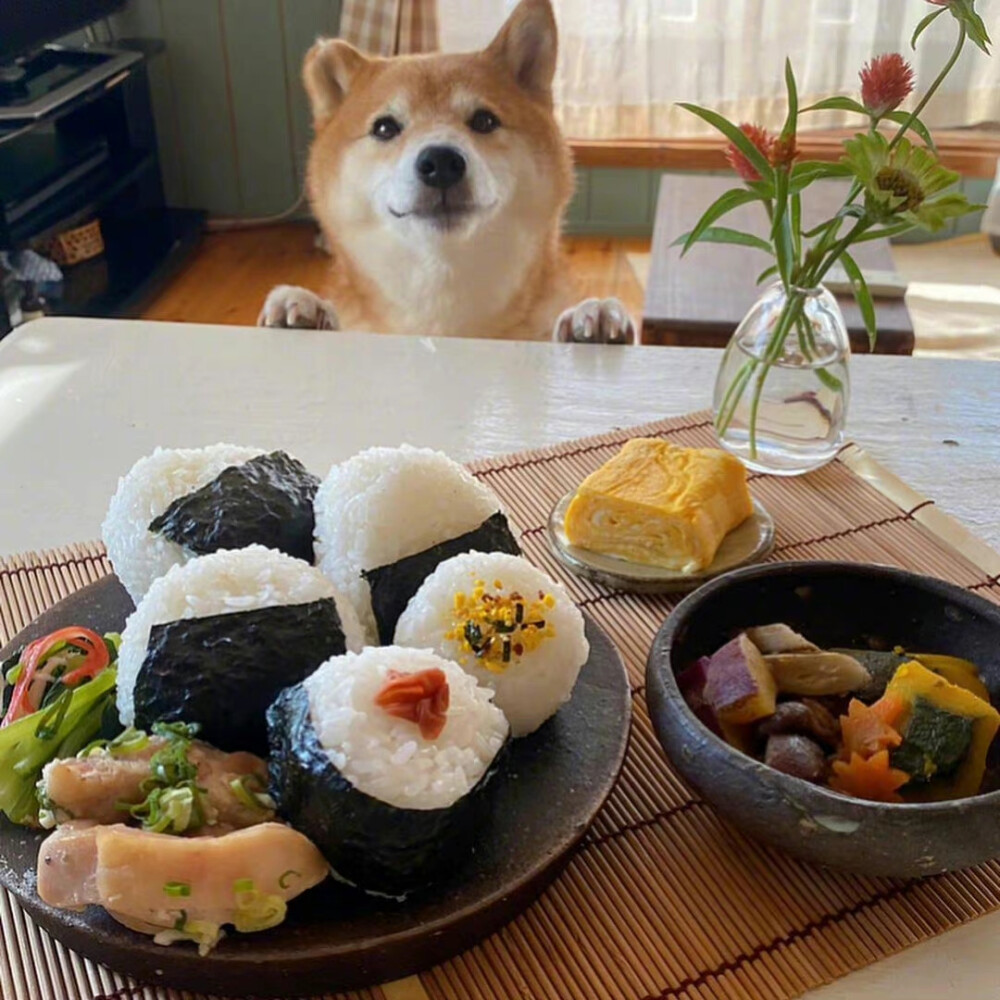 食图（和小柴一起吃饭）