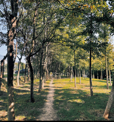 那被秋风卷着的最后一片树叶，旋儿旋儿的绕着大树转，间或在空中往上腾起，象是鼓足勇气重新跃回枝头。但一阵更猛烈的秋风扫来，将树叶挟向远处，遥遥坠坠。