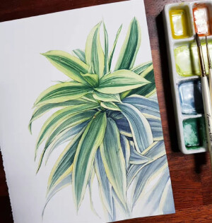 植物绘， via.dmiart96 ​​​​