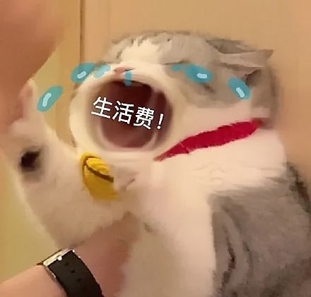 大嘴猫表情包