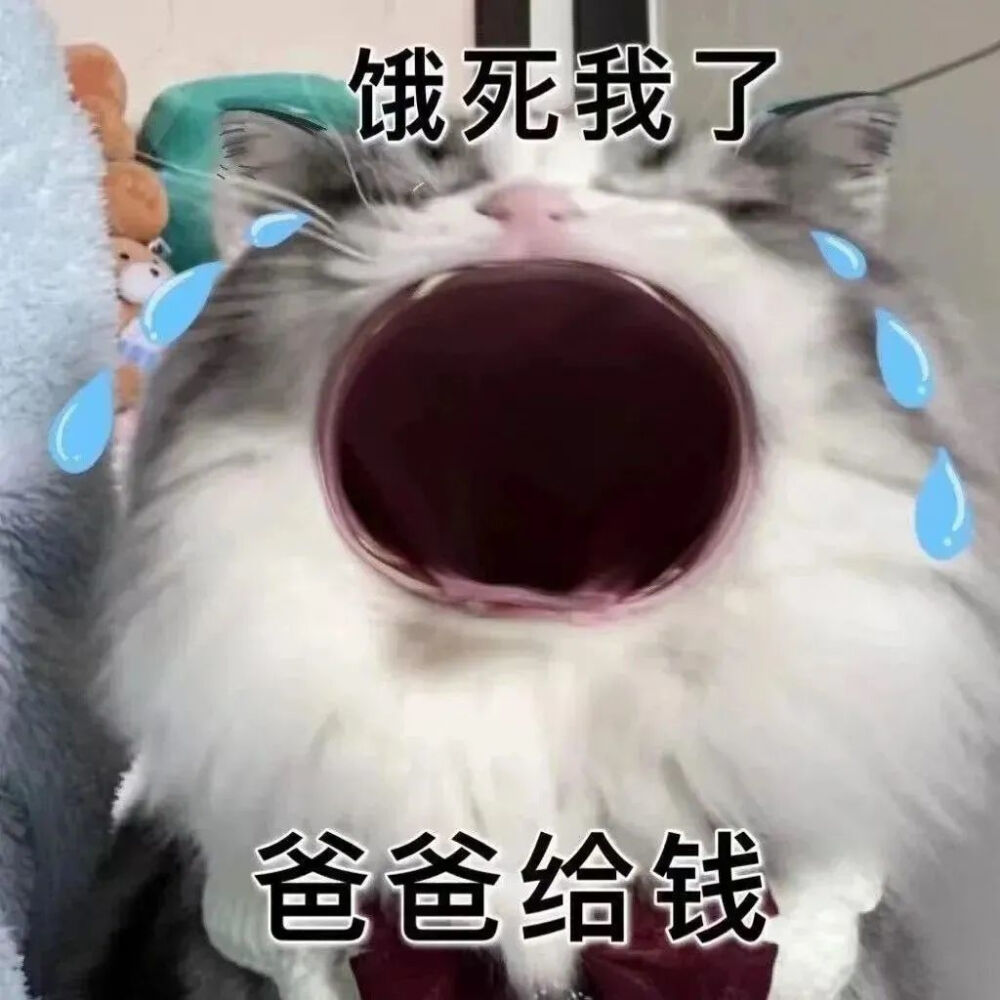 大嘴猫表情包