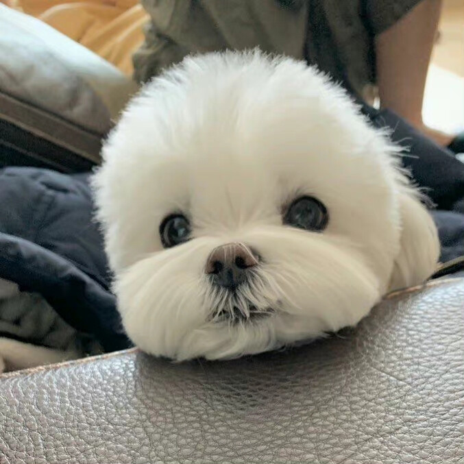 可爱晕了5555 ​​​