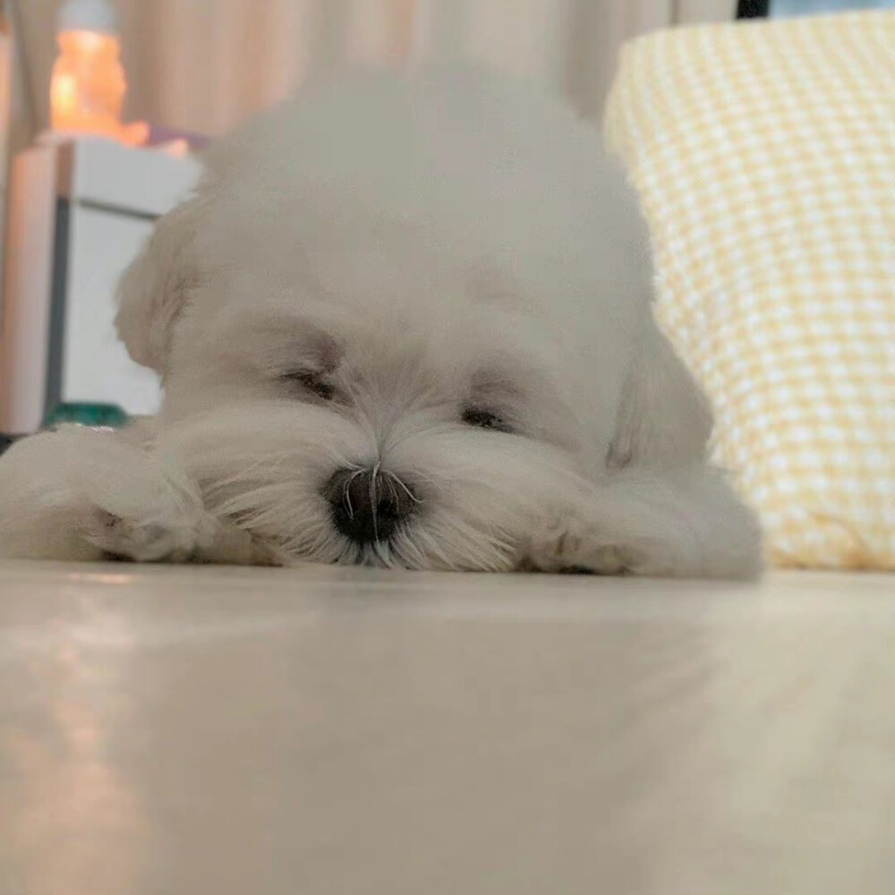 可爱晕了5555 ​​​