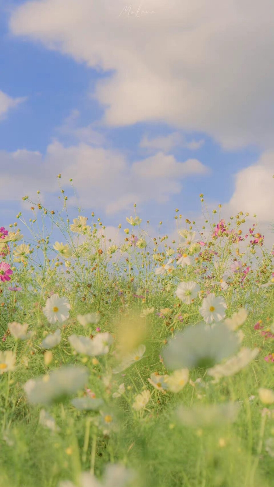 遍地野花香