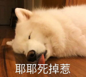 狗狗表情包