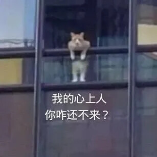 猫猫表情包