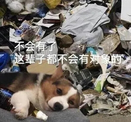 狗狗表情包