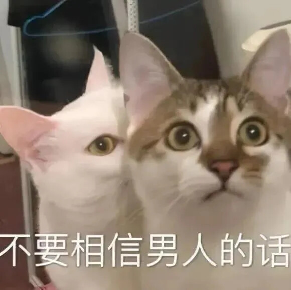 猫猫表情包