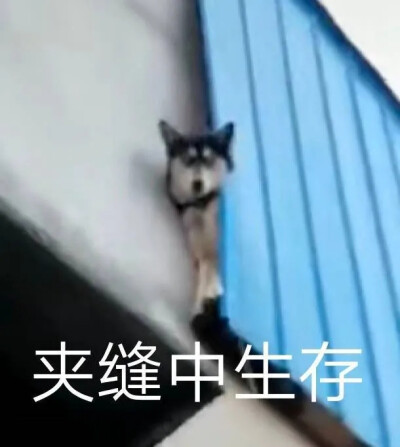 狗狗表情包