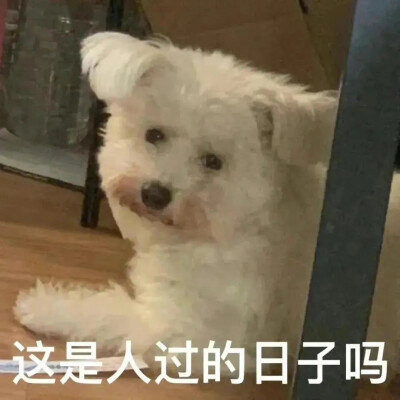 狗狗表情包