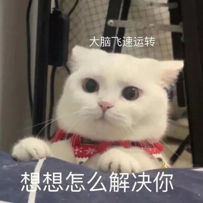 猫猫表情包