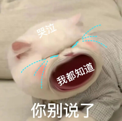 猫猫表情包