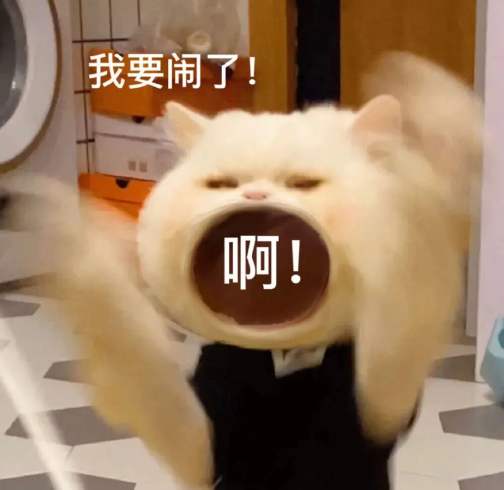 猫猫表情包