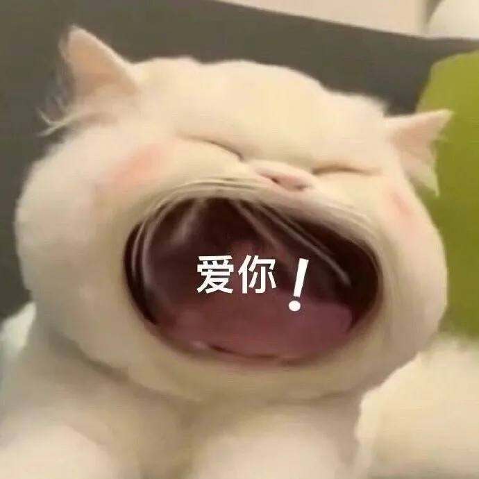 猫猫表情包