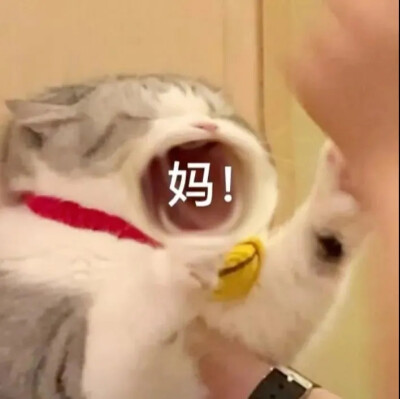 猫猫表情包