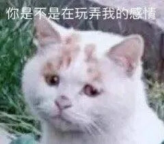 猫猫表情包