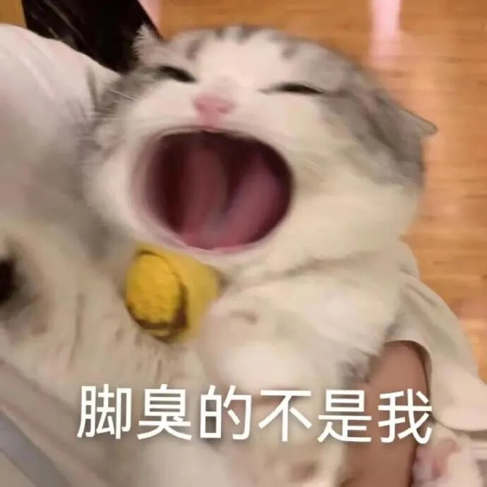 猫咪表情包