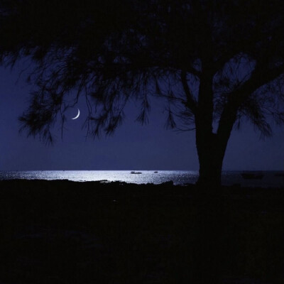 // 夜晚潮湿，地面潮湿，空气寂静，树林沉默，今夜我爱你。
