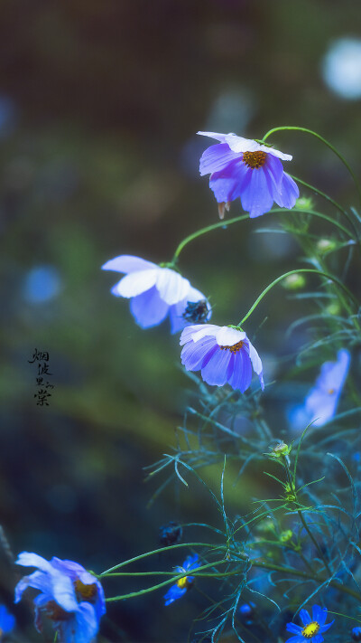 雨天的花草